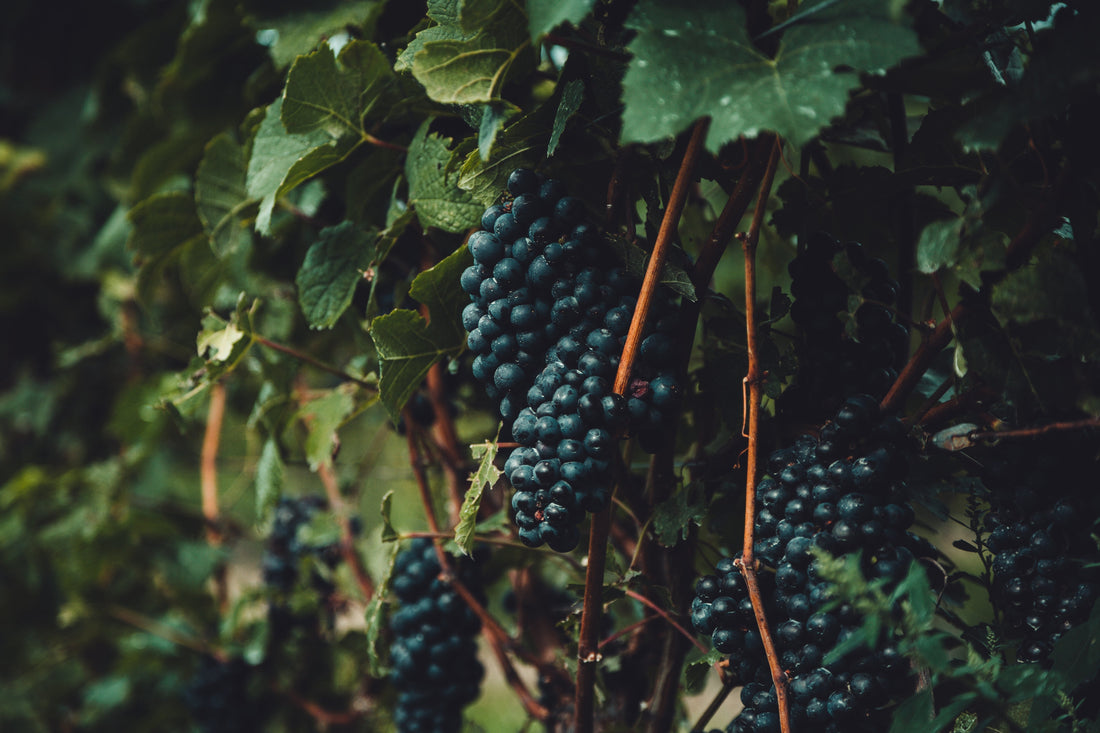 Discover South Australia's Finest Wines
