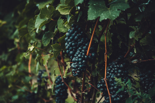 Discover South Australia's Finest Wines
