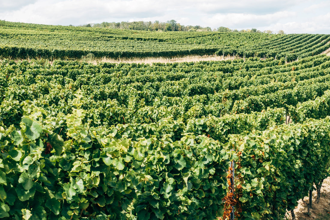 Sustainability in Every Bottle
